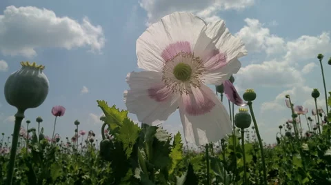 Opium Poppy in the field with beautiful cloudy sky against the sun Stock Footage 54180853