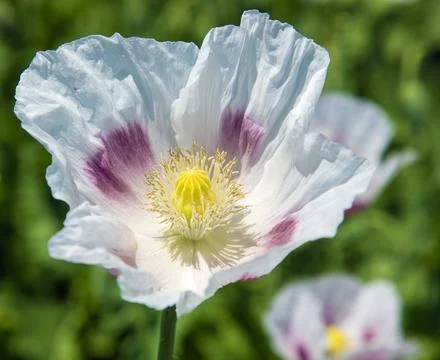 Opium poppy flower papaver somniferum white colored Stock Photos