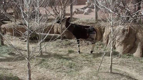 Opkapi in zoo Vídeo Stock 73499463
