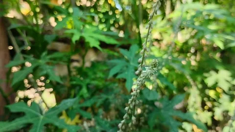 Oplismenus burmannii grass Stockbeeldmateriaal 310868352