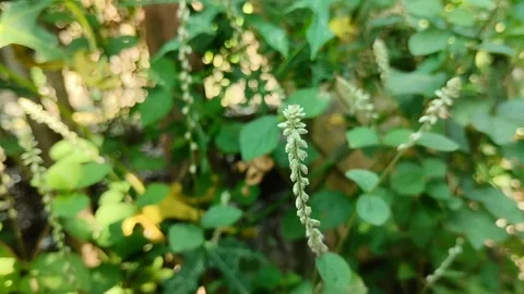 Oplismenus burmannii grass Видео 310868366
