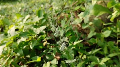 Oplismenus burmannii grass Видео 310868682