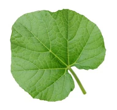 Opo squash leaf Stock Photos
