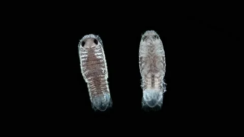 Opoda Crustacea under microscope, possibly family Cirolanidae. Some species of Stock Footage 168127047