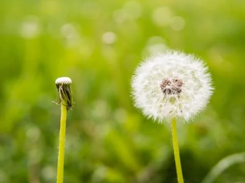Oposite dandelions: full and empty Stockfoto's