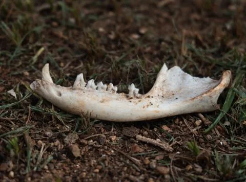 Opossum bones Stock Photos