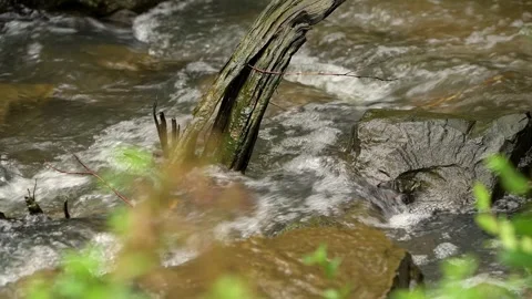 Opossum Creek in Woogaroo Forest Stock Footage 330028541
