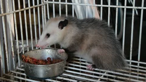 Opossum Eating Stock Footage 11515495