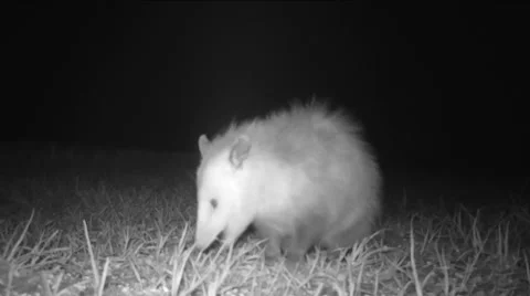 Opossum Stock Footage 58971535