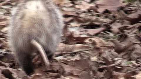 Opossum foraging in the forest very close walking away Stock Footage 88246183