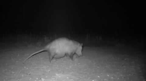 Opossum Joey's in pouch Stock Footage 62788668