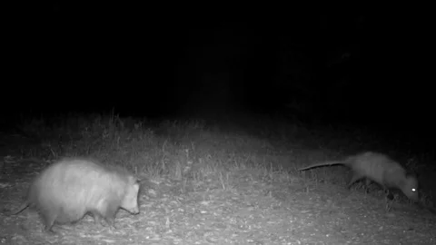Opossum Joey's in pouch Видео 129191975