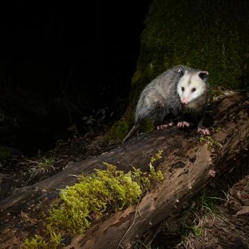 Opossum at Night Stock Photos