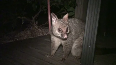 Opossum at nighttime in australia Stock Footage 74822464