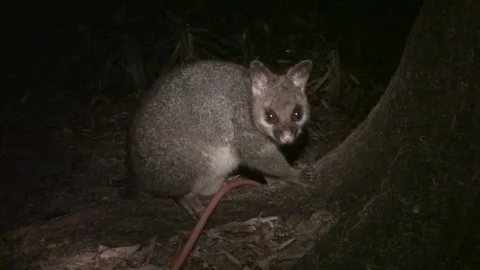 Opossum at nighttime in australia Stock Footage 74824151