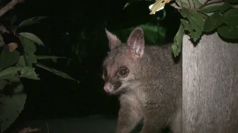 Opossum at nighttime in australia Stock Footage 74826265
