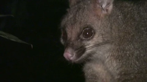 Opossum at nighttime in australia Stock Footage 74826663