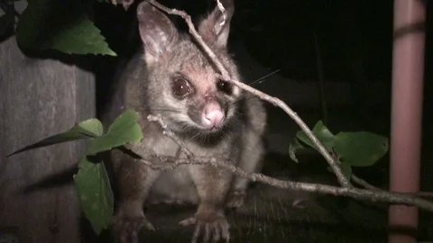 Opossum at nighttime in australia Stock Footage 74827135