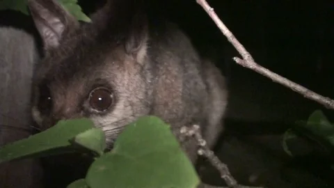 Opossum at nighttime in australia Stock Footage 74827324