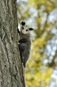 Opossum Photos