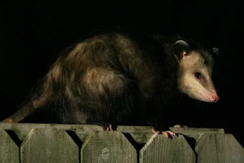Opossum Foto stock