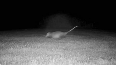 Opossum Running Left Stock Footage 163236275