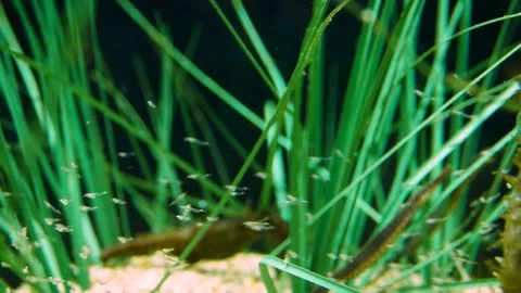Opossum shrimp (Mysida) Stock Footage 231075811