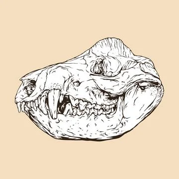 Opossum skull head vector illustration Stock Illustration