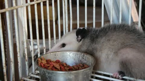 Opossum sniffing 動画素材 11515554