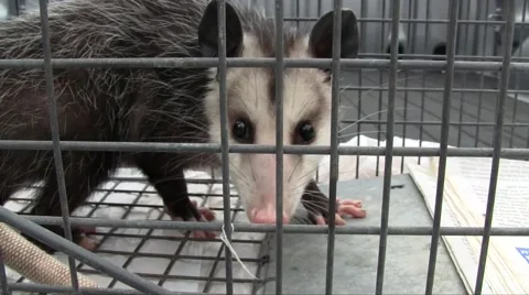 Opossum In A Trap 스톡 동영상 44207709