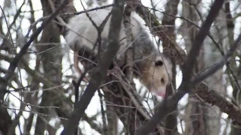 Opossum in a tree Stock Footage 150745168