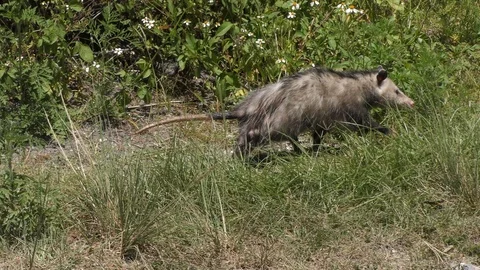  opossum walking in Florida park Stock Footage 90815134