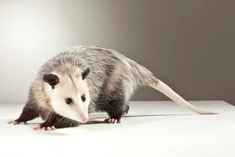 Opossum on White Background Stock Photos