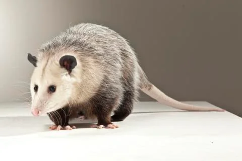 Opossum on White Background Stock Photos