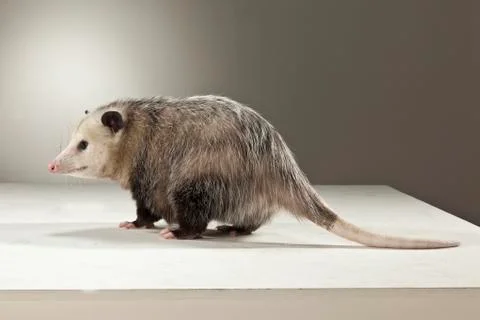 Opossum on White Background Stock Photos