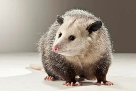 Opossum on White Background Stock Photos