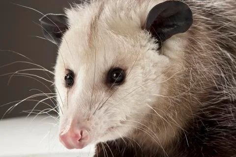 Opossum on White Background Stock Photos