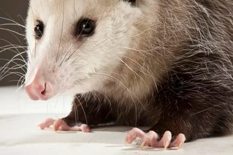 Opossum on White Background Stock Photos