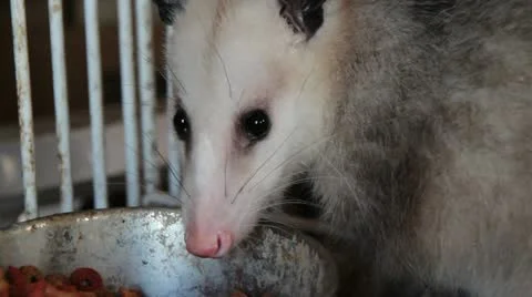 Opossum's Face Stock Footage 11515606