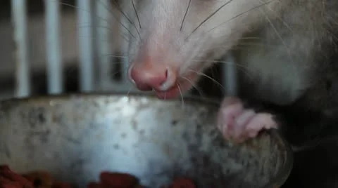 Opossum's Nose Stock Footage 11515563