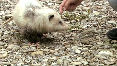 Opposum eating from human hand Stock Footage 83083685