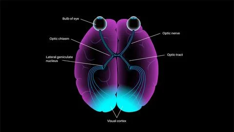 Optic nerve anatomy Stock Illustration