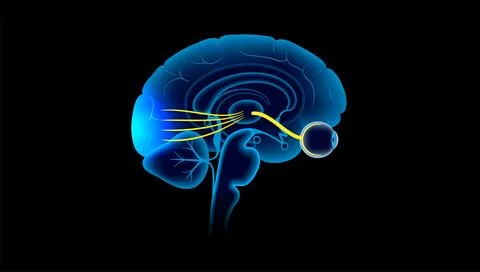 Optic nerve anatomy 스톡 일러스트