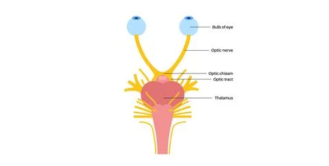 Optic nerve anatomy 스톡 일러스트