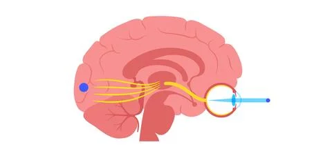 Optic nerve anatomy 스톡 일러스트