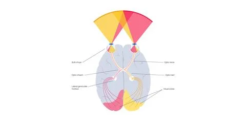 Optic nerve anatomy 스톡 일러스트