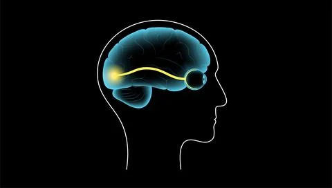Optic nerve anatomy 스톡 일러스트