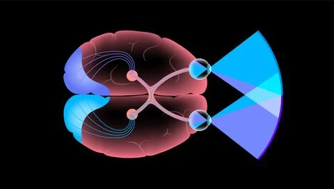 Optic nerve anatomy Illustrazione stock