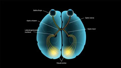 Optic nerve anatomy Stock Illustration