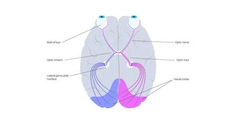 Optic nerve anatomy 스톡 일러스트